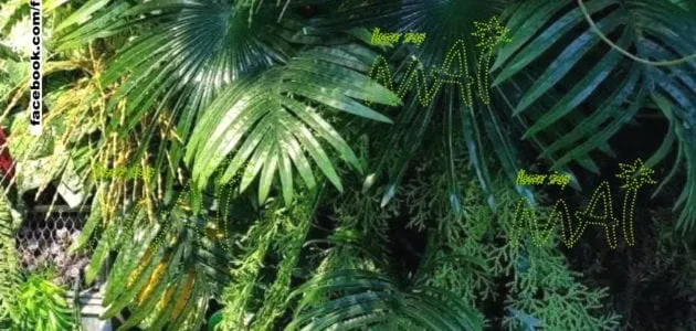 Phong cách nhiệt đới (Tropical style)