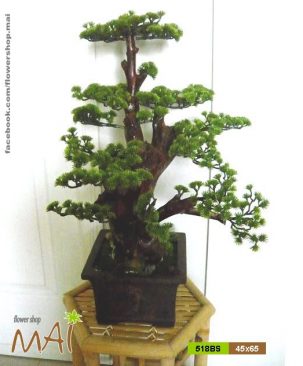Tùng bonsai 518BS